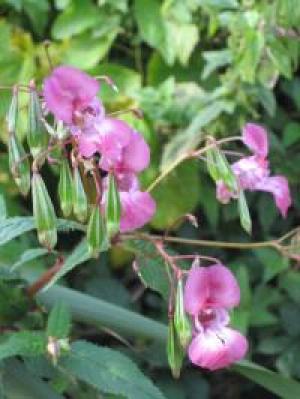 Himalayan balsam seeds and flowers, © Mary Pipes