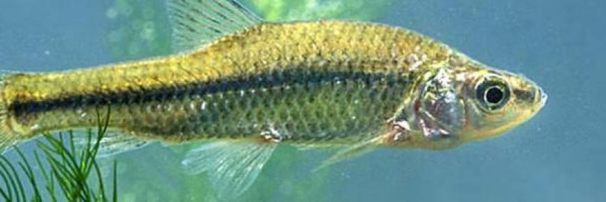 pseudorasbora parva2